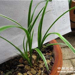 蕙兰边草