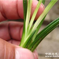 蕙兰白虎斑