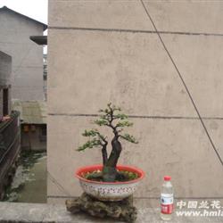 大树形霸桩金弹子