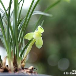 【杨氏素荷】清秀带4花苞! - 中国兰花交易网