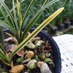 蕙兰顶级线艺 黄金宝 4苗 - 中国兰花交易网