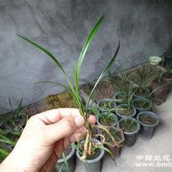 下山兰系列-206 圆头龙根赌草