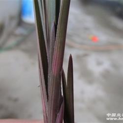下山细叶红香妃,红斑草(f122)