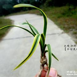 扭奇叶 朱金覆纶缟】△