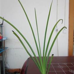 下山蕙兰(扇形叶)