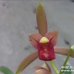 贵妃醉酒(送无公害茶叶一两) - 中国兰花交易网