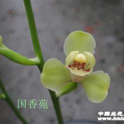 建兰梅瓣精品,绿光登