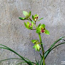 蕙兰反季节荷瓣型花