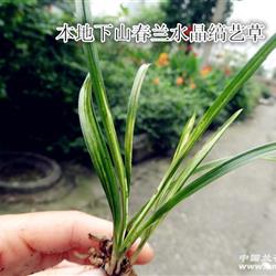 宝兴本地漂亮的春兰水晶缟草赌水晶缟花(1) - 中国兰花交易网