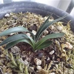 春兰龙根矮种头型黑皮草 中国兰花交易网