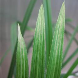 蕙兰水晶缟艺 - 中国兰花交易网
