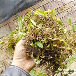 密花石豆兰一堆