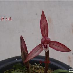 红辣椒字母苗带两个花苞