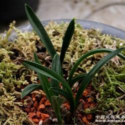 漂亮春兰起瓢 皮草 矮种