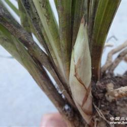 2个特大壮鼓苞-赌好花(53)