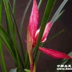 红辣椒
