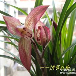 春剑精品大红袍两老苗带三花苞诚拍