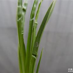 春兰刚下山多叶奇草水晶