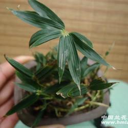 精美玉竹【带盆】1