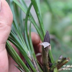 春剑赌荷草,赌草5苗 - 中国兰花交易网