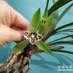 细叶春兰蝶花0121(6花苞)