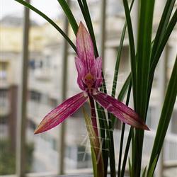 春兰经典色花—红辣椒—已开花现分带双胖芽0拍(1)