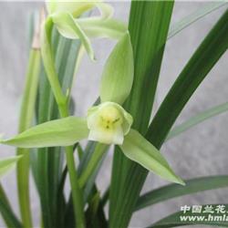 春剑素心