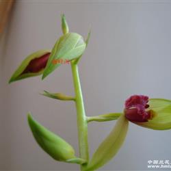 蕙兰绿花红素