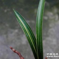 春兰头型丝搞艺;1苗 中国兰花交易网