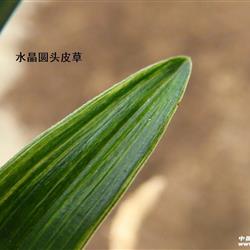 圆头水晶皮草