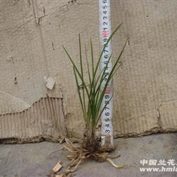 水晶斑草(春兰)