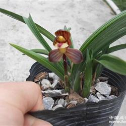 西部荷王2 带现花