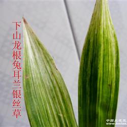 下山龙根兔耳兰银丝草