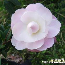 茶花…飘柔…特拍(苗高34公分)