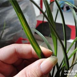 蕙兰水晶丝草