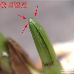 蕙兰-最罕见的芽-细木纹草 - 中国兰花交易网