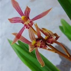 水红花**带花**带芽