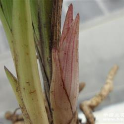 刚下山蕙兰.彩红苞.赌好花(14号)