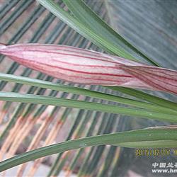 开张惠拍漂亮春兰黄花荷瓣(金荷鼎)