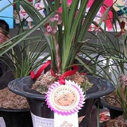 春剑精品荷瓣学林荷老苗赌发芽