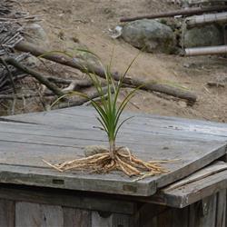 清秀小黄草(a06)