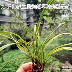 才下山春兰细叶原兜缟草赌高图片