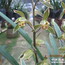 墨兰 大勋 8苗5花