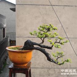 悬崖炭化老桩金弹子母树(带花苞)