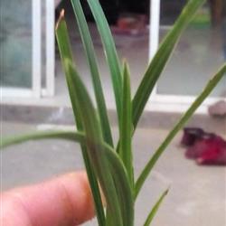 下山蕙兰叶型凸型草图片