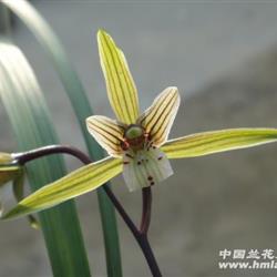 细叶平肩水晶花(春兰叶形)包顺丰,花