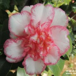 茶花新品,酒中花 高45