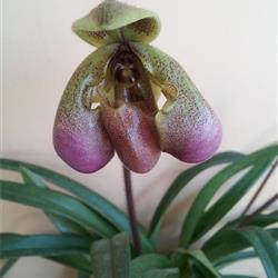 飘带兜兰奇花三个兜