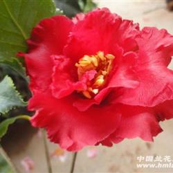 现花 皱叶奇花 茶花 50高