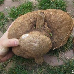 云南种种山乌龟22公斤5